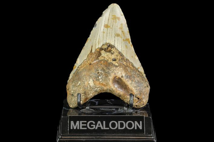 Fossil Megalodon Tooth - North Carolina #108955